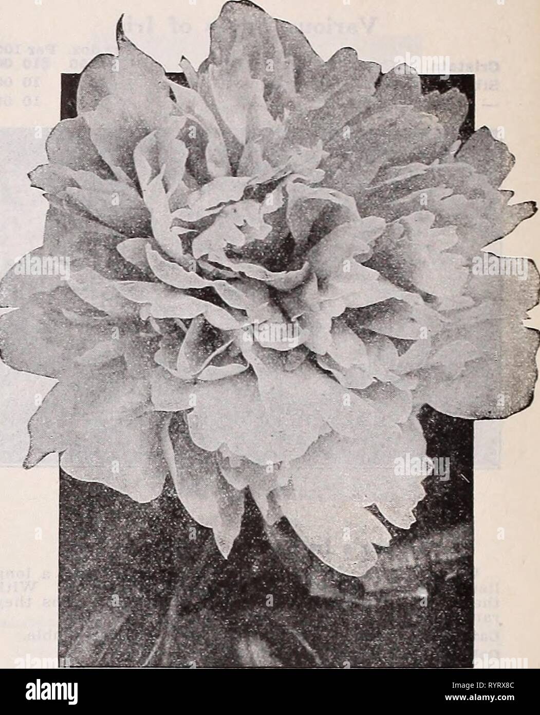 Dreer's wholesale catalogue pour les fleuristes Dreer catalogue de gros pour les fleuristes et les maraîchers : Hiver Printemps Été 1939 . dreerswholesalec1939henr Année : 1939 Papaver orientale Papaver orientale-Coquelicots orientaux Beauté de Idvermere. Fleurs pourpre foncé fine avec jet plaque noire. Pots de 3 pouces, 2,50 $ par doz. ; 15 $ par 100. Joyce. Fleurs rouge cerise de taille moyenne la charge sur de hautes tiges droites, parfaitement. Pots de 3 pouces, 2,50 $ par doz. ; 15 $ par 100. Mme Perry. Rose-saumon. Voyante exceptionnelle. 3- pots, $2.50 par doz. ; 15 $ par 100. Olympia. Une variété à fleurs doubles. L'earlie Banque D'Images