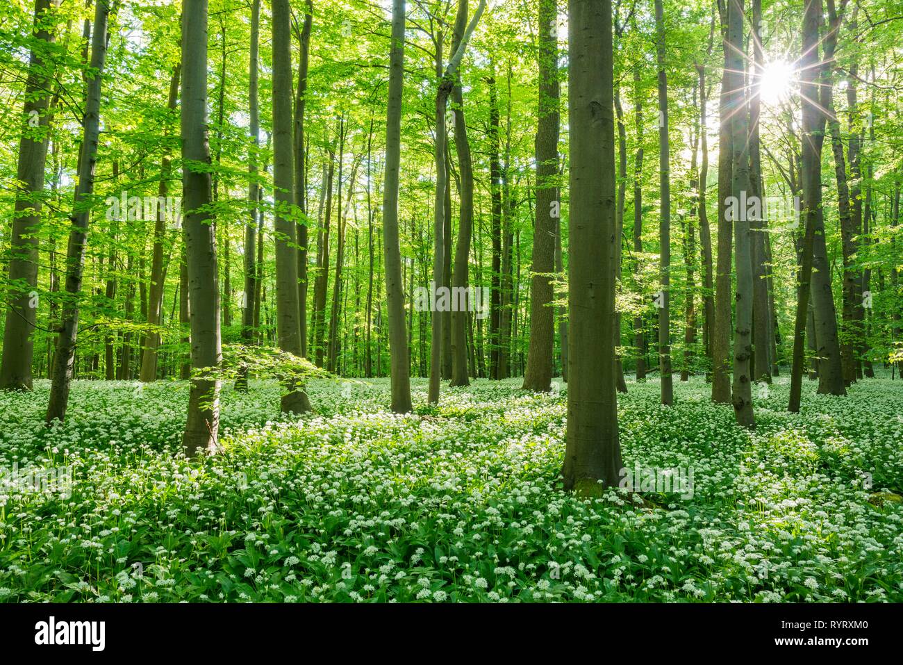 Forêt de hêtre commun (Fagus sylvatica) avec la floraison Ramsom (Allium ursinum), Parc national du Hainich, Thuringe, Allemagne Banque D'Images