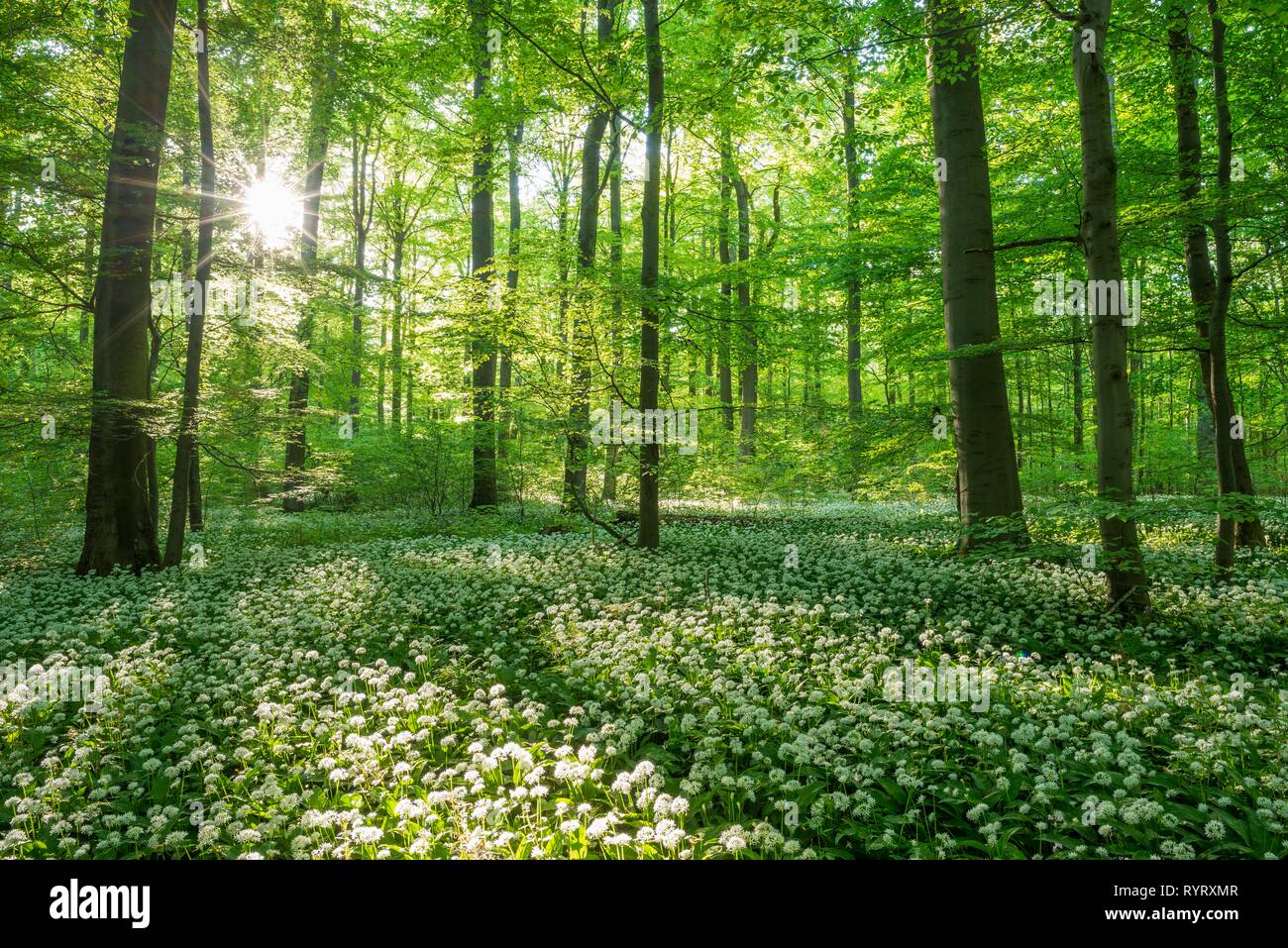 Forêt de hêtre commun (Fagus sylvatica) avec la floraison Ramsom (Allium ursinum), Parc national du Hainich, Thuringe, Allemagne Banque D'Images