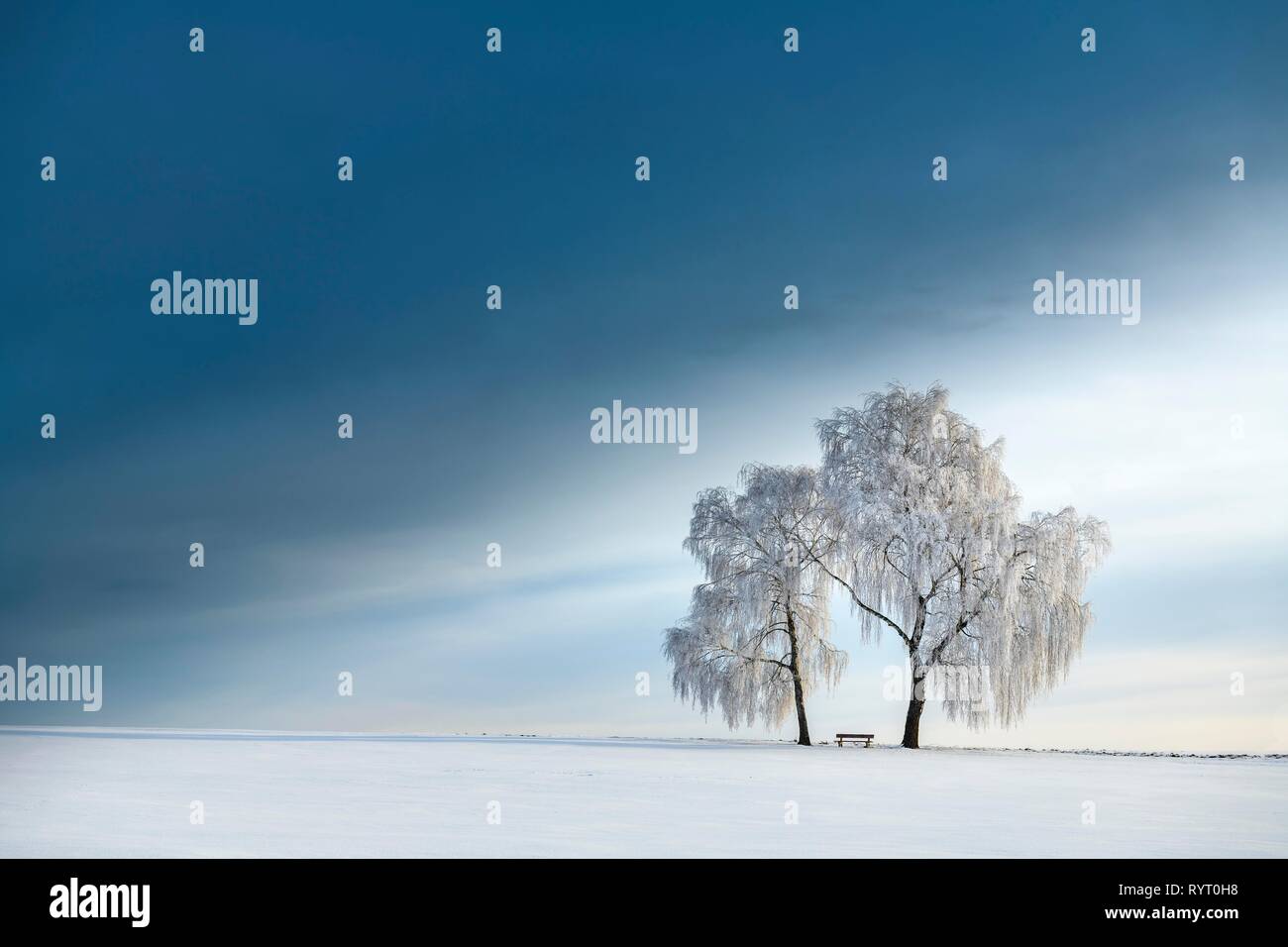 Les bouleaux (Betula) en hiver paysage en face d'un blue cloudy sky, Mindelheim, Unterallgäu, Bavière, Allemagne Banque D'Images