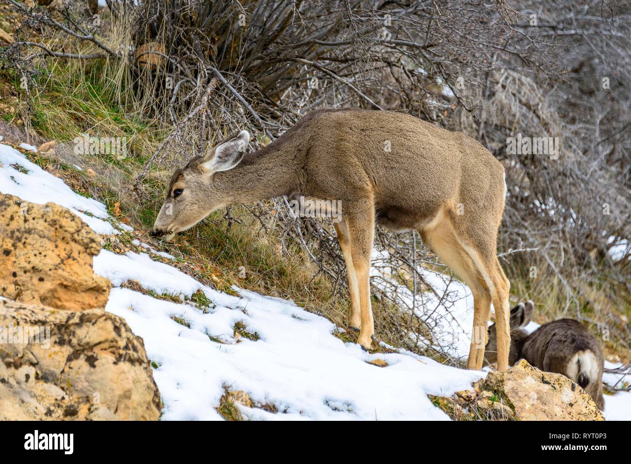 Le cerf mulet (Odocoileus hemionus) pâturage dans la neige, hiver, Bright Angel Trail, South Rim, le Parc National du Grand Canyon, Arizona, USA Banque D'Images