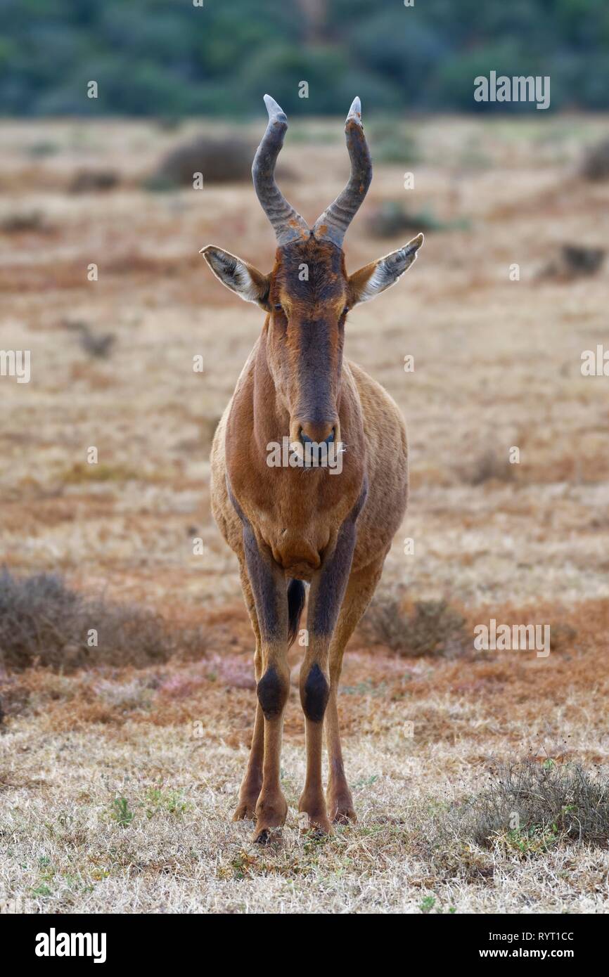 (Alcelaphus buselaphus bubale rouge caama) adultes, debout dans la prairie sèche, alerte, Addo Elephant National Park Banque D'Images