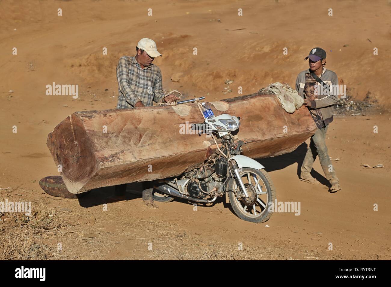 Le transport illégal de bois avec un cyclomoteur sur le chemin vers le Vietnam, la province de Ratanakiri, au Cambodge Banque D'Images