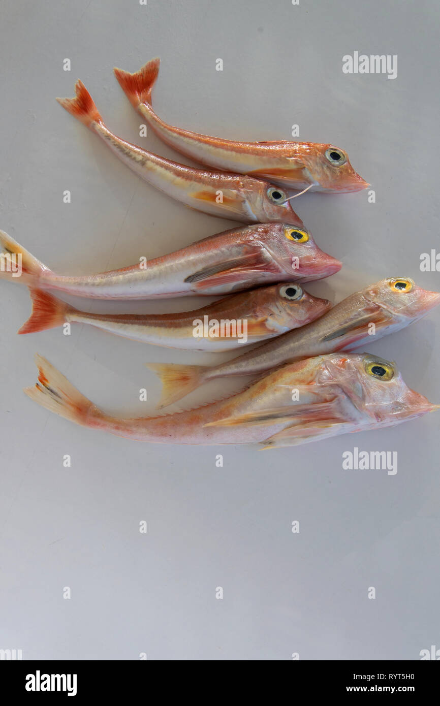 Poissons de mer aux couleurs vives - Grondin, rouge sur fond blanc Nom scientifique : Chelidonichthys cuculus Banque D'Images