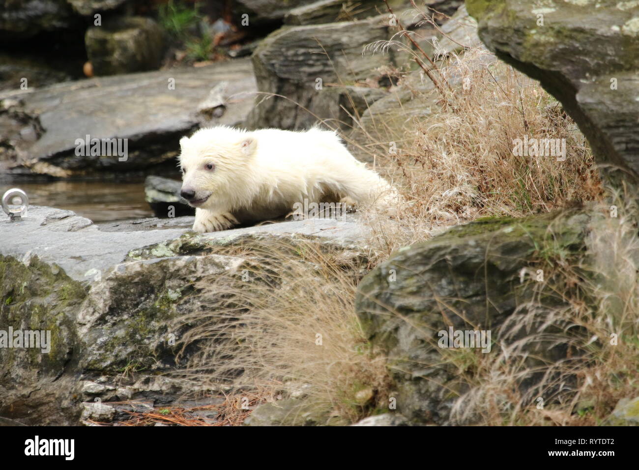 Berlin Allemagne Mars 15 19 La Femelle Ours Polaire Cub Bebe Ours Polaire Dans Le Zoo De Berlin Doit Premier Souffle Le 1er Decembre 18 A 14h33 L Ours Polaire Tonja 9 A Donne Naissance Au