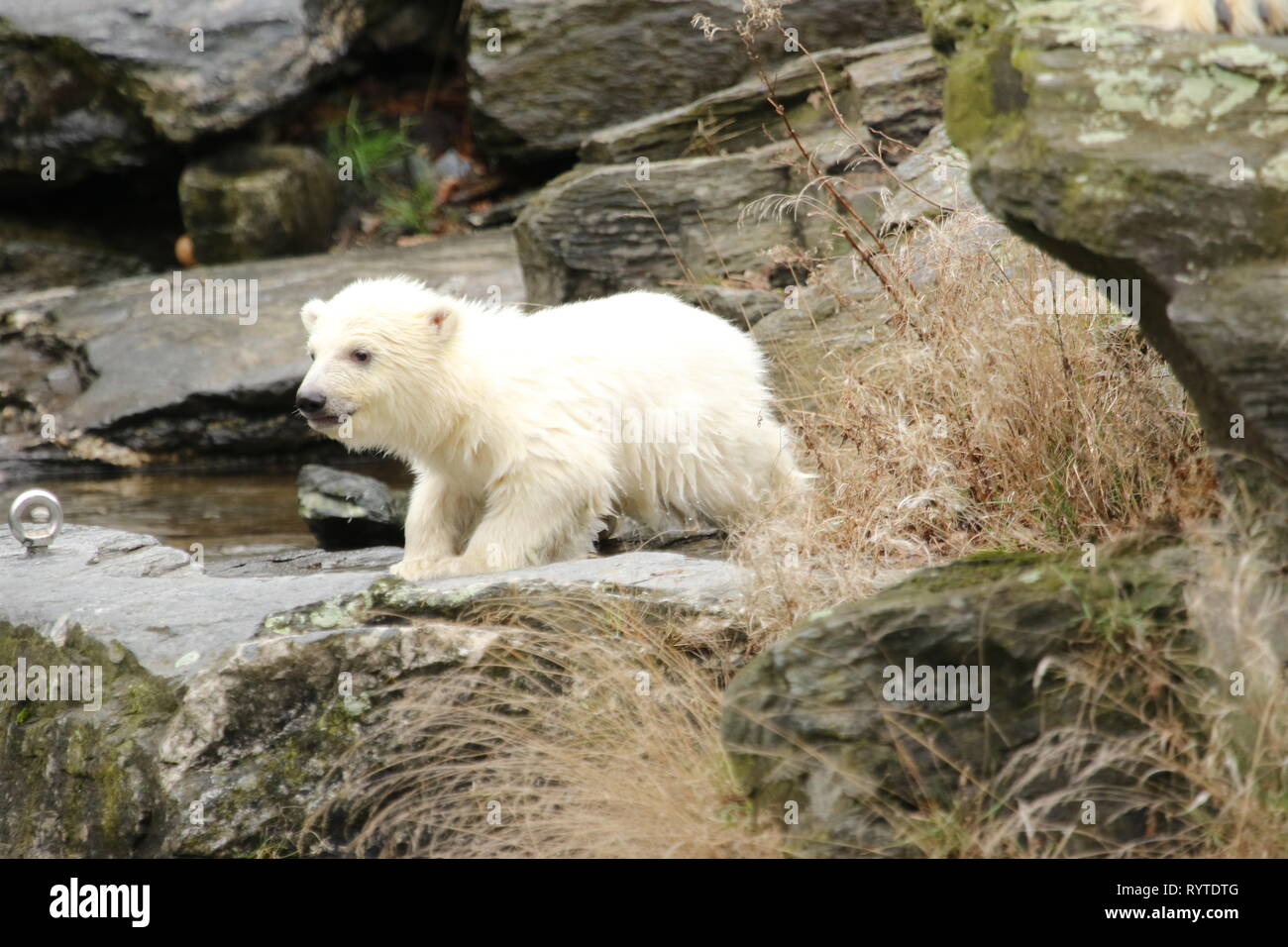 Berlin Allemagne Mars 15 19 La Femelle Ours Polaire Cub Bebe Ours Polaire Dans Le Zoo De Berlin Doit Premier Souffle Le 1er Decembre 18 A 14h33 L Ours Polaire Tonja 9 A Donne Naissance Au Berlin Allemagne Mars 15 19 La Femelle Ours Polaire Cub Bebe Ours Polaire Dans Le Zoo De Berlin Doit Premier Souffle Le 1er Decembre 18 A 14h33 L Ours Polaire Tonja 9 A Donne Naissance Au