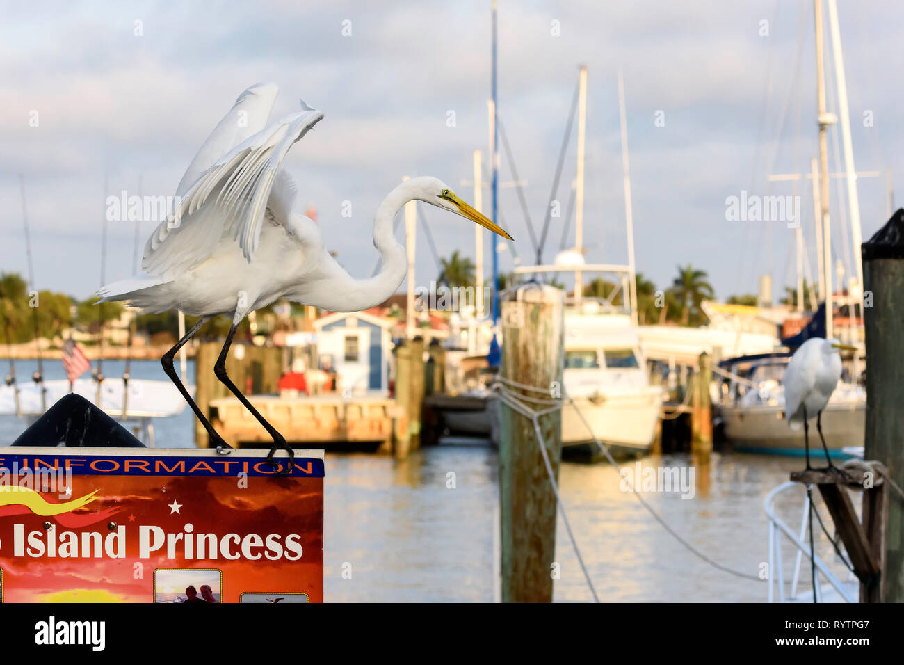 Grande aigrette (Ardea alba) la préparation pour le décollage d'une excursion en bateau signe à Rose Marina, Marco Island, Floride, USA Banque D'Images