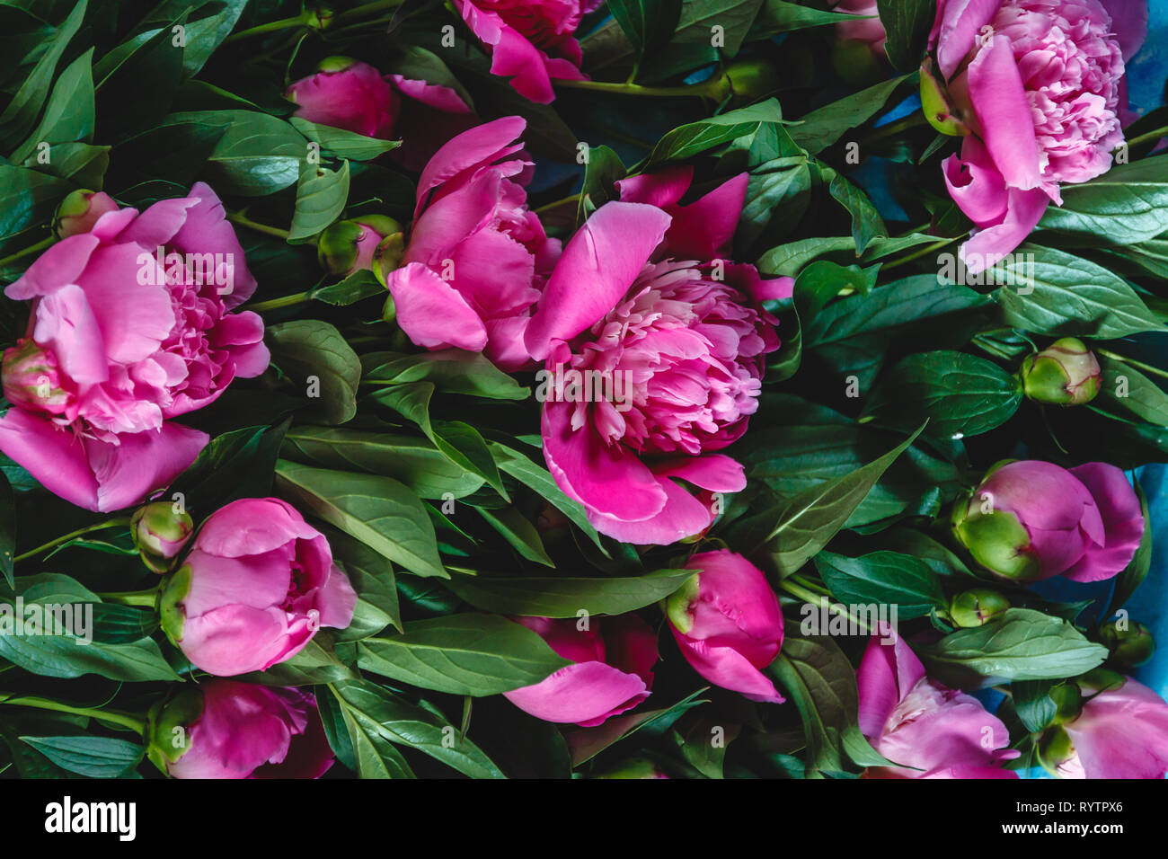 Bouquet de pivoines rose-mauve dans un vase sur un fond bleu en-béton. Vue de dessus. Mise à plat. Banque D'Images