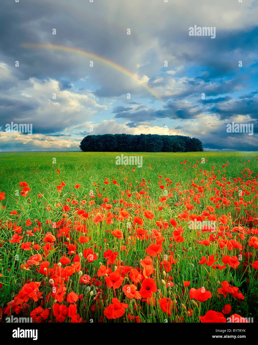 Go - GLOUCESTERSHIRE : champ de coquelicots dans les Cotswolds Banque D'Images