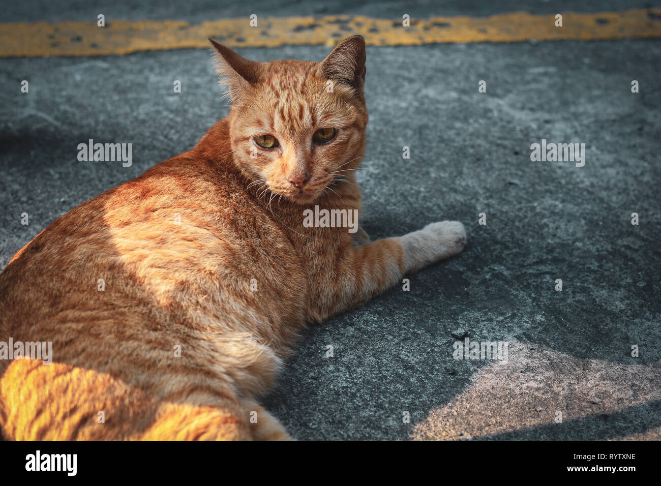 Portrait chat dormir sur le plancher.chaton à quelque chose.Cat avec tiger striped reposant sur le sol Banque D'Images