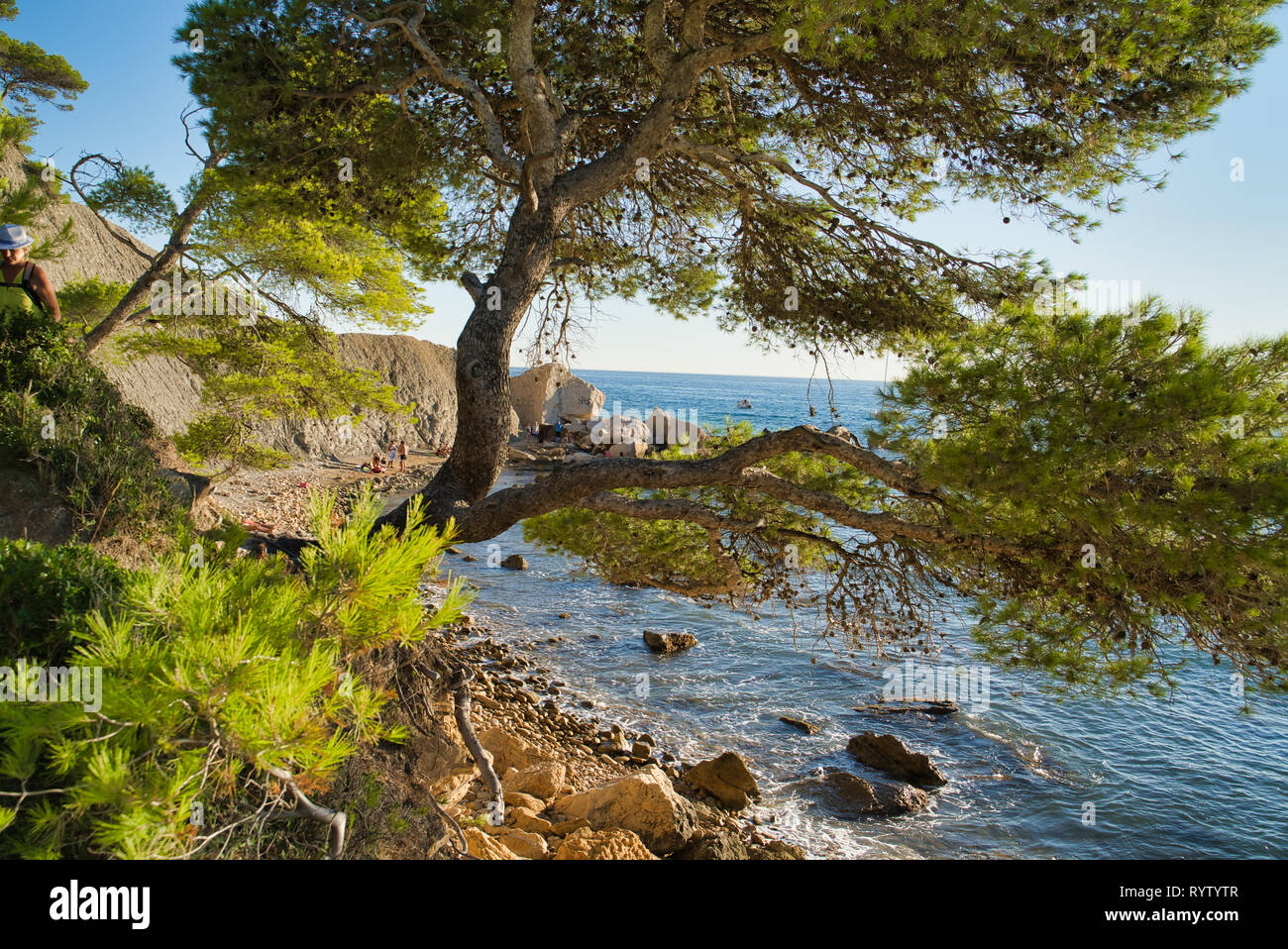 Arbre sur la plage de l'Arène Cassis, France Banque D'Images