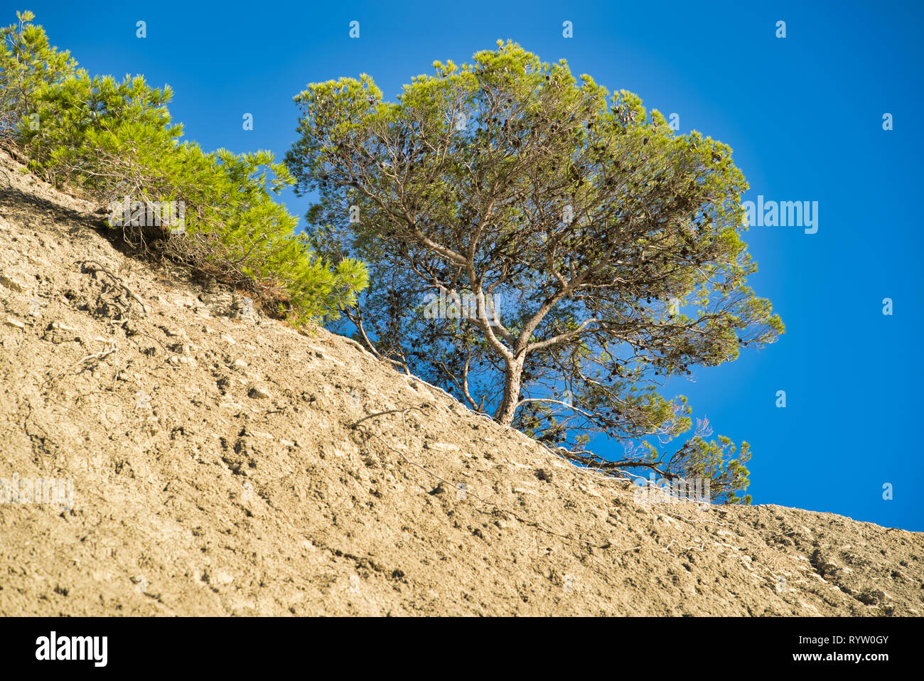 Arbre à proximité de la plage Arène Cassis, France Banque D'Images