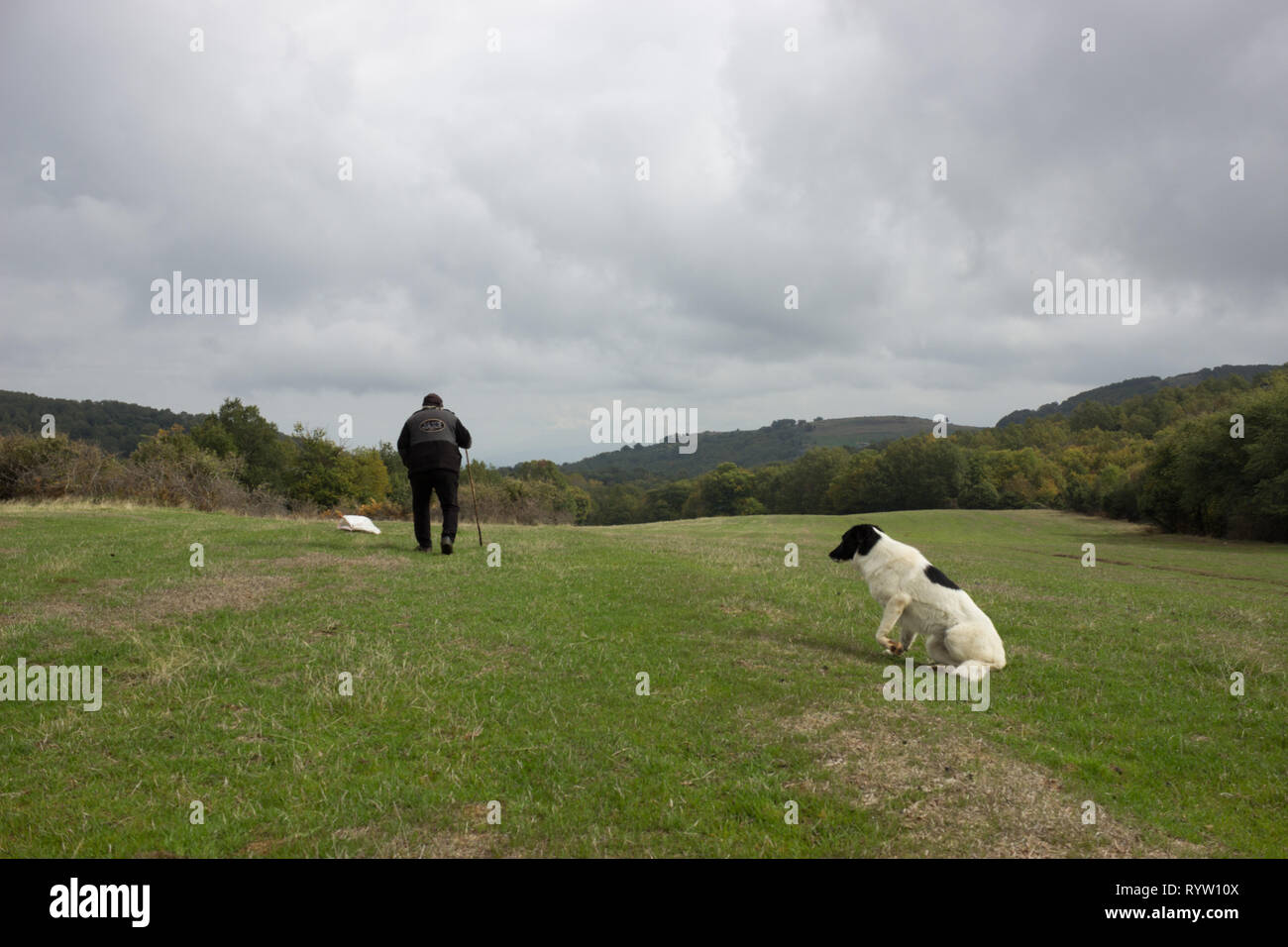 Pâtre grec promenades sur le terrain du pâturage et son chien se prépare à passer avec lui, Thermi Thessalonique, Grèce municipalité. Banque D'Images
