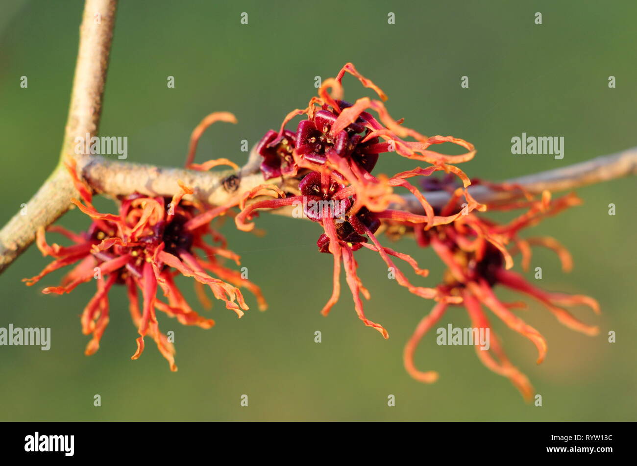 Hamamelis x intermedia 'Ruby Glow'. Fleurs d' araignée 'Ruby Glow' l'hamamélis dans un jardin d'hiver, UK Banque D'Images