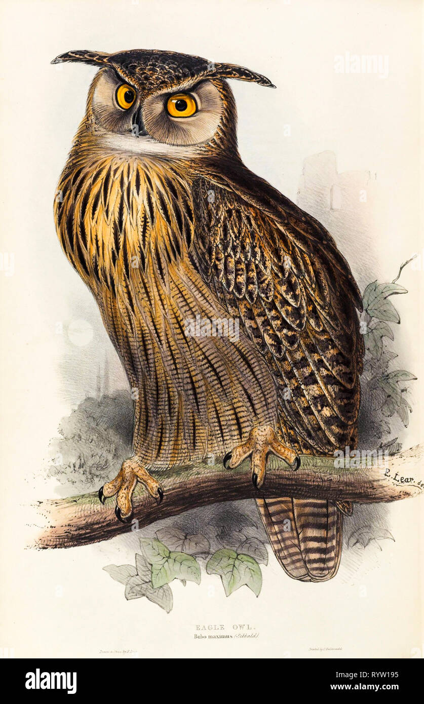 Eagle Owl par Edward Lear, peinture, illustration, 1837 Banque D'Images