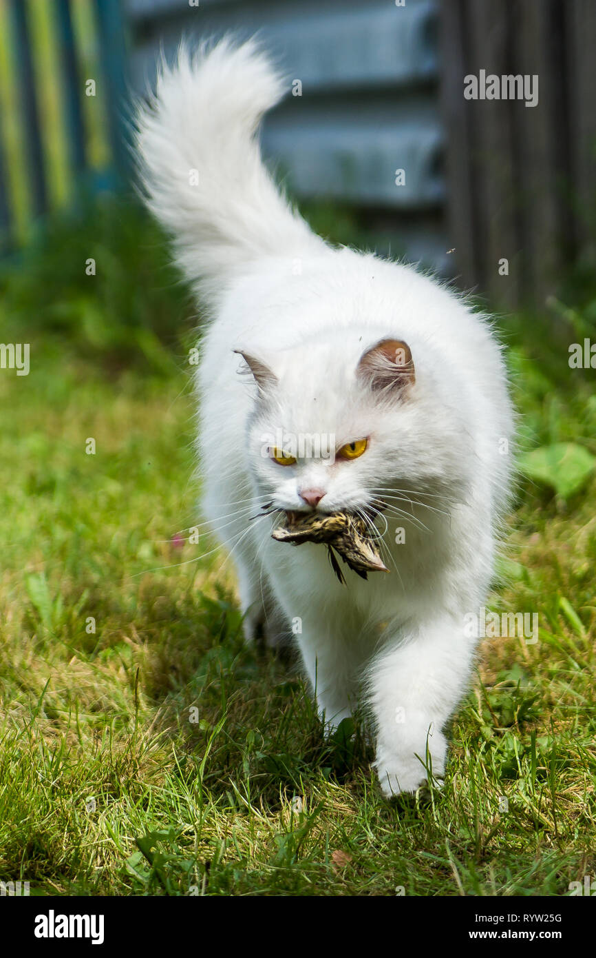 Chat blanc attrapé un oiseau, chasseur et proie Banque D'Images