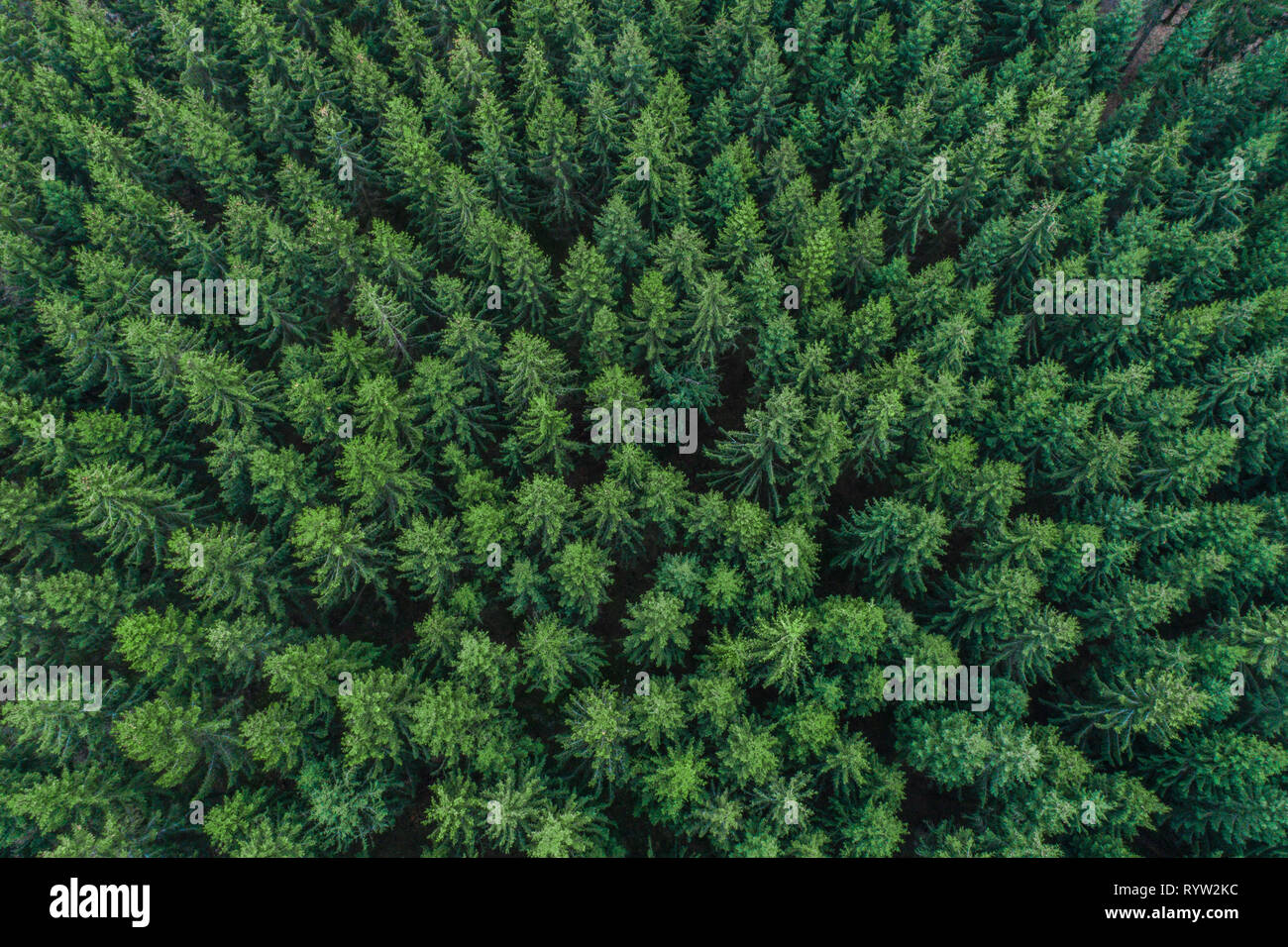 En haut des arbres conifères vert forêt - vue aérienne, Allemagne Banque D'Images