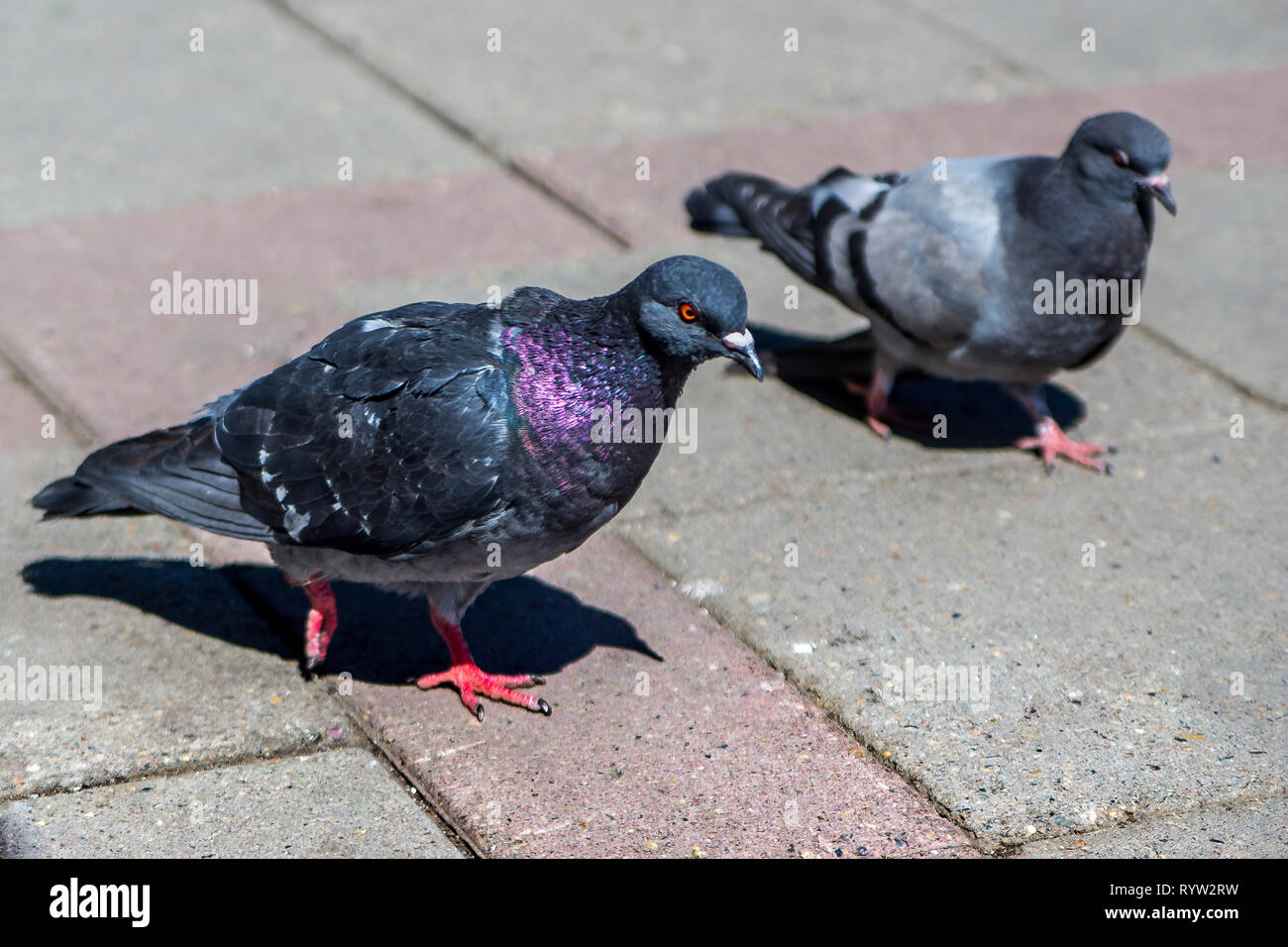 Les pigeons gris sur un carreau de pavage Banque D'Images