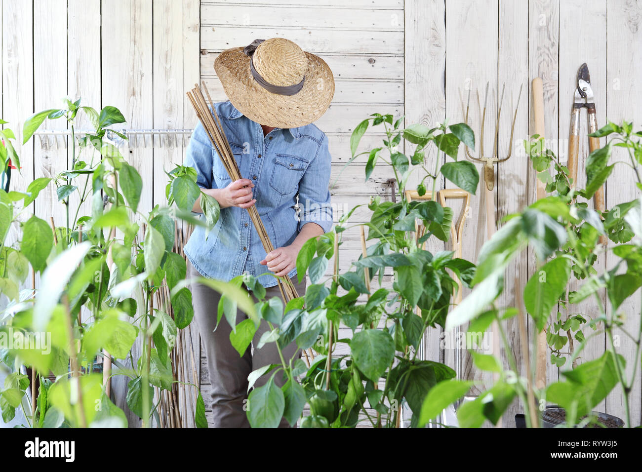 Femme travail dans le potager de bambous au milieu de plantes vertes, prendre soin de la croissance des plantes, aliments biologiques sains produisent des concept Banque D'Images