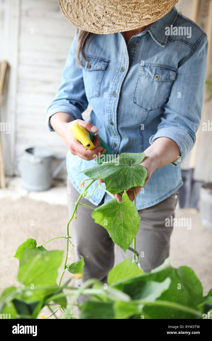 Femme en potager pesticides sprays sur feuilles de plante avec Caterpillar, soin des plantes pour concept de croissance Banque D'Images