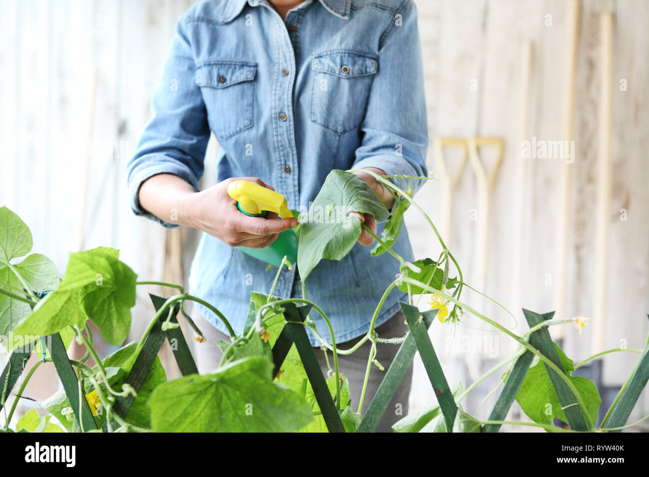 Femme en potager pesticides sprays sur feuilles de plante avec Caterpillar, soin des plantes pour concept de croissance Banque D'Images