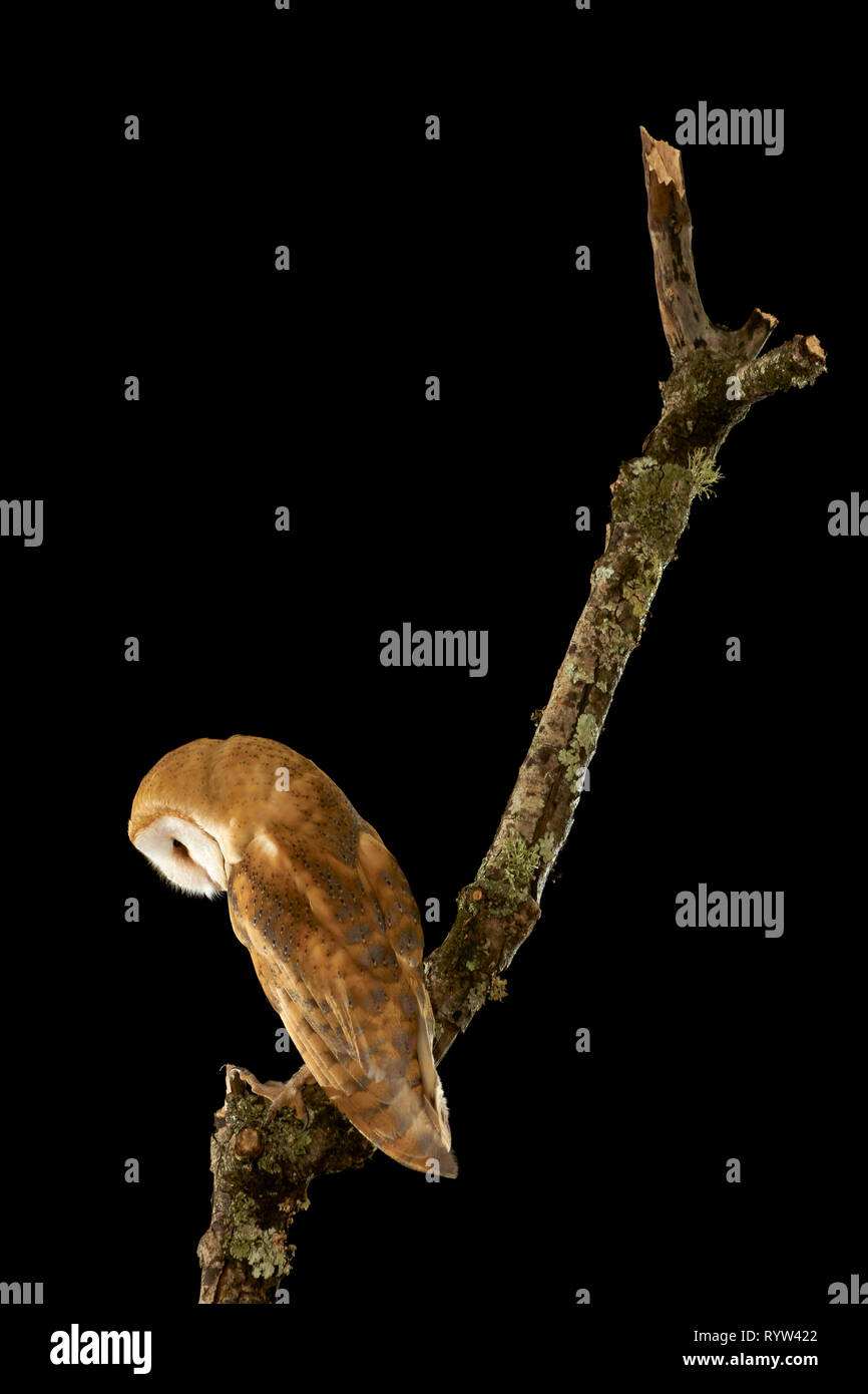 Domaine des terriers. Asio flammeus. L'Espagne. L'Europe Banque D'Images