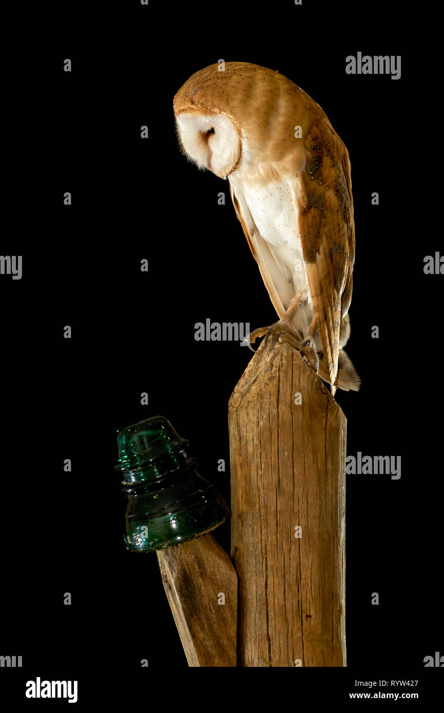 Domaine des terriers. Asio flammeus. Chouette pays lumière sur poteau. L'Espagne. L'Europe Banque D'Images