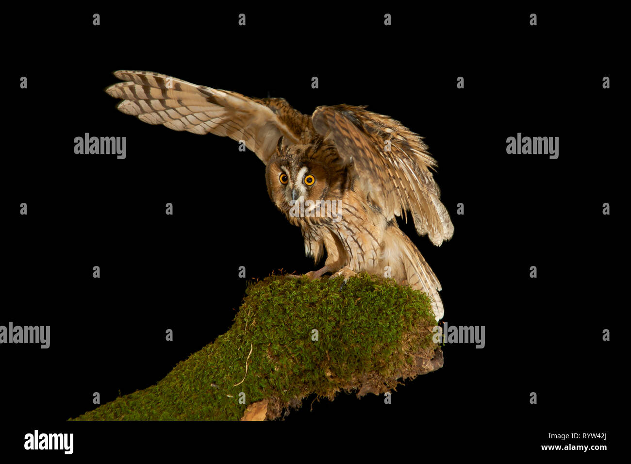 Owl garçon. Asio otus. Oiseau de Nuit de l'Europe Banque D'Images