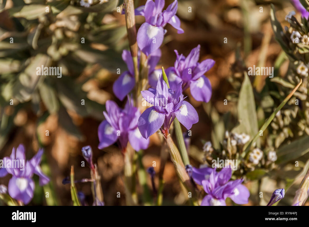 Blooming Moraea sisyrinchium (syn. Gynandriris sisyrinchium), l'écrou de barbarie, d'un iris nain, dans le désert près de Riyadh, Arabie Saoudite Banque D'Images