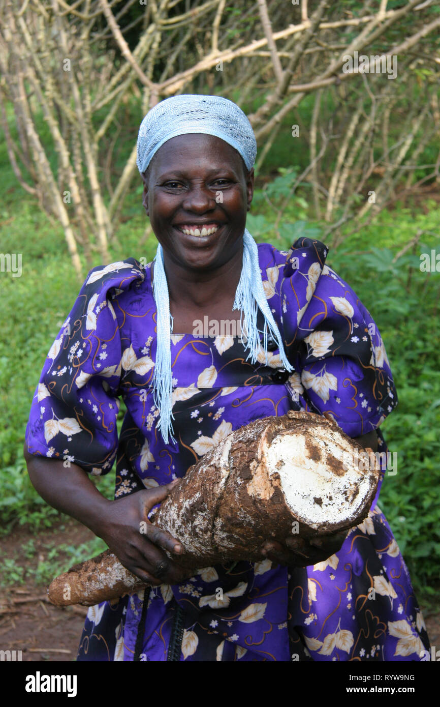 Une femme possède une très grande racine de manioc fraîchement creusée, dans le district de Masaka, en Ouganda. Banque D'Images