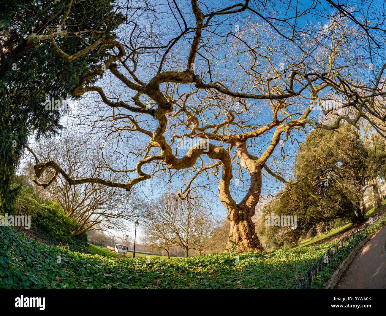 Large vue d'un arbre unique dans Green Park de Londres en Grande-Bretagne Banque D'Images