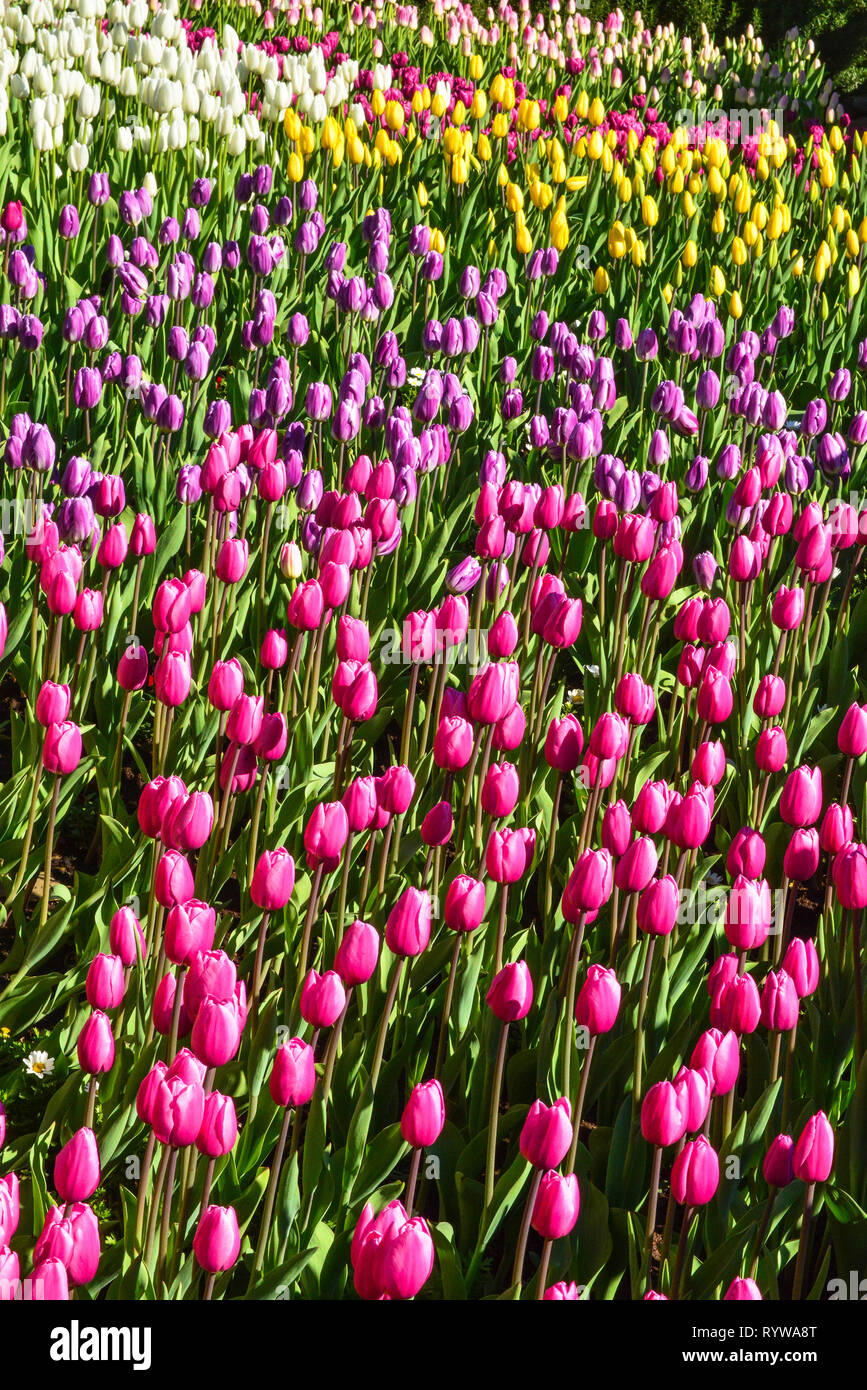 jardin de tulipes Banque D'Images