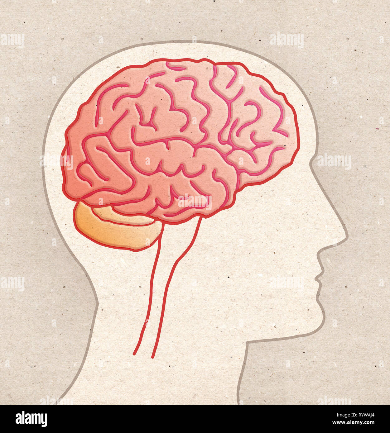 L'anatomie humaine dessin - Tête de profil avec vue latérale du cerveau Banque D'Images