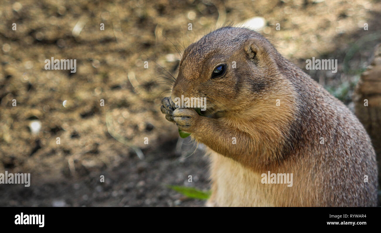 Portrait chipmunk mignon drôle, snack-manger animal avec copie espace Banque D'Images