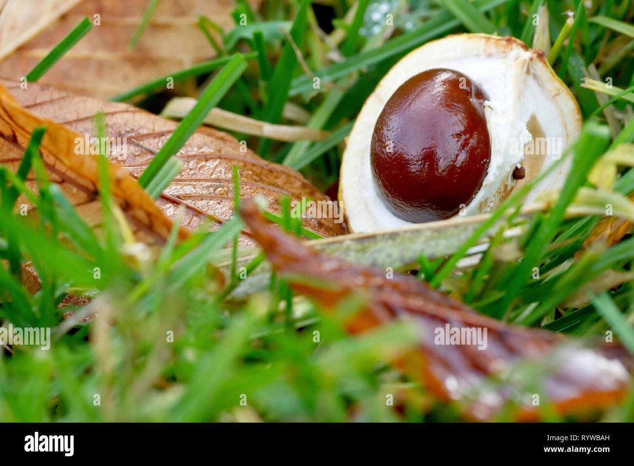 Un Marronnier Aesculus hippocastaneum Conker ou (gauche) à découvrir sur l'herbe d'un parc public. Banque D'Images