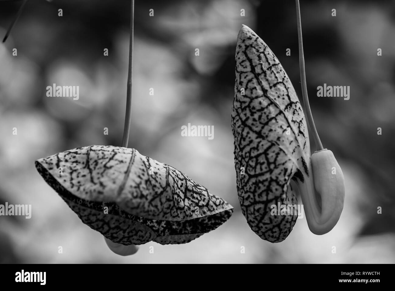 Fleurs en forme inhabituelle à une vigne. Banque D'Images