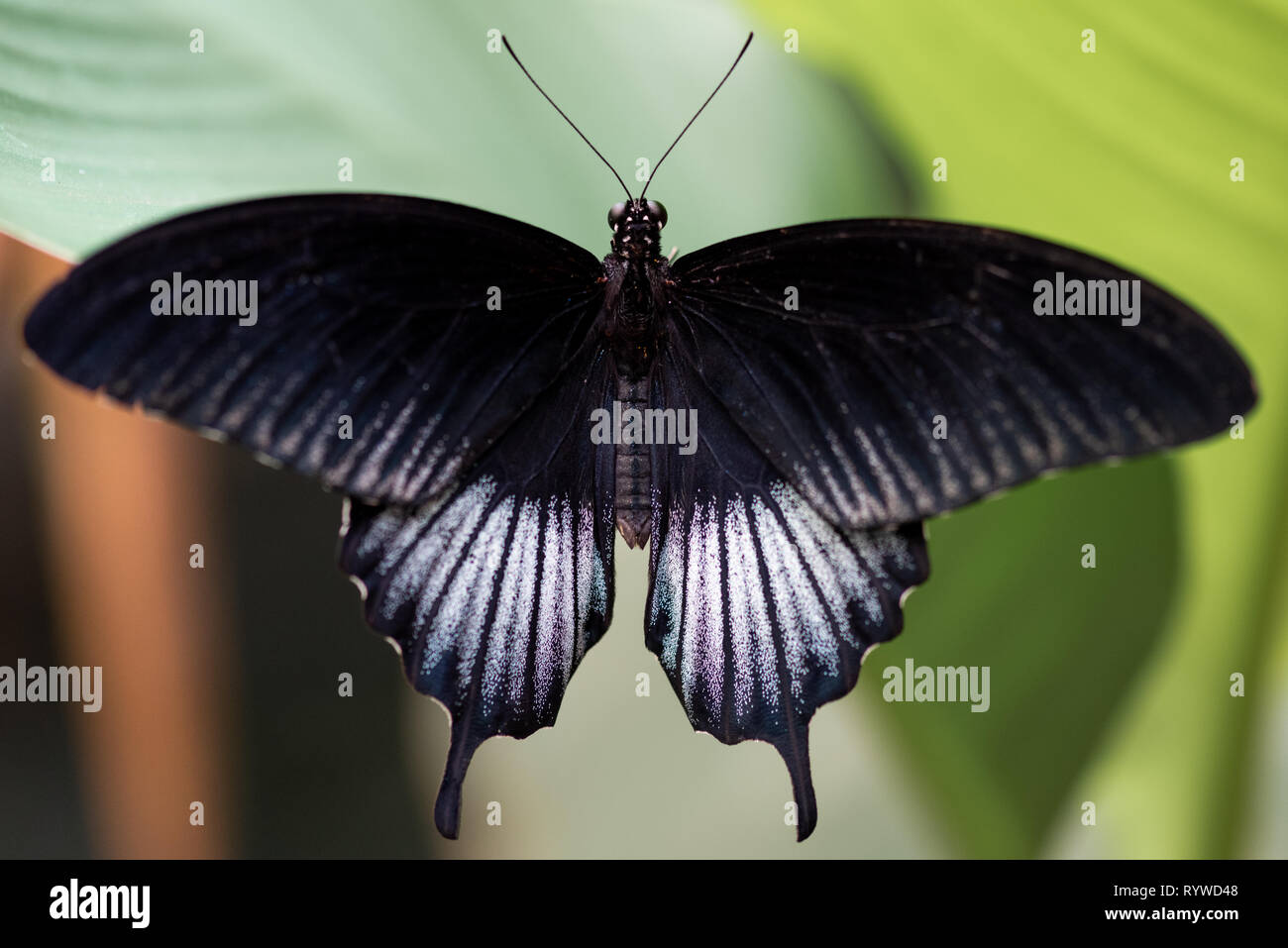 Libre d'un beau papillon noir et blanc reposant sur une feuille. Banque D'Images