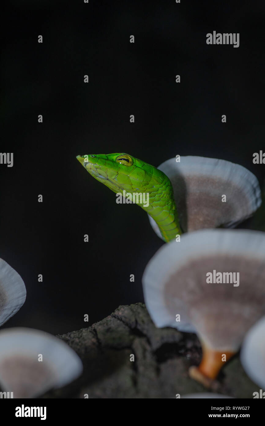 Serpent de vigne verte- Ahaetulla nasuta avec des champignons, Satara sur arbre, Maharashtra, Inde Banque D'Images