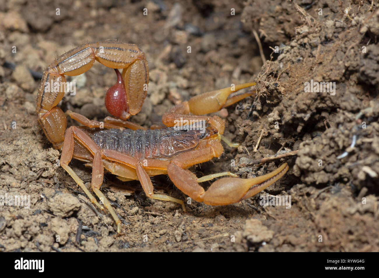 Feu arrière rouge indien Scorpion, Hotenttota tamulus, Saswad, Pune, Maharashtra, Inde Banque D'Images