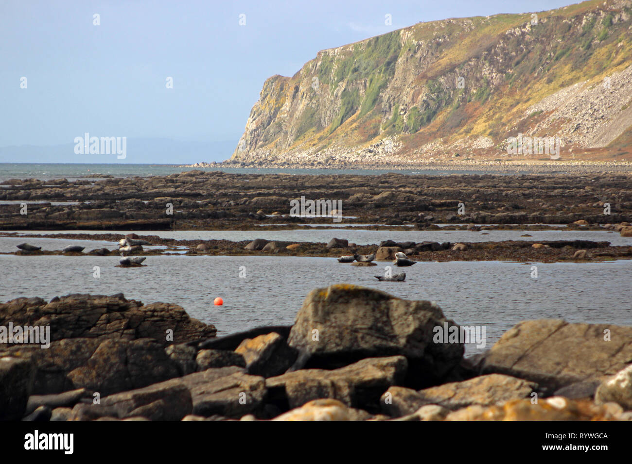Plage de Kildonan et les phoques se prélassent sur les rochers Isle of Arran Banque D'Images