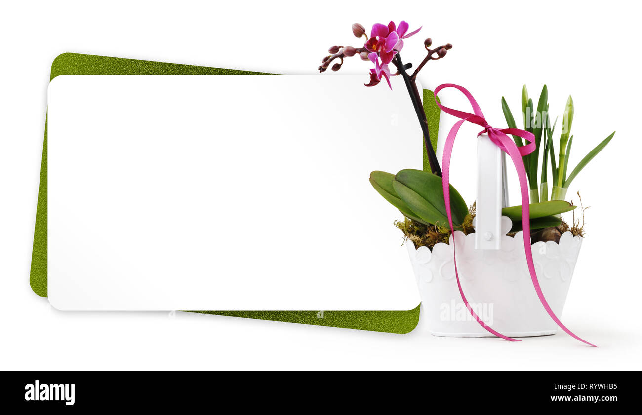 Carte Cadeau Fleur Plante En Pot Avec Ruban Isole Sur Fond Blanc Un Fleuriste Ou Concept De Vœux Actuelle Photo Stock Alamy Carte Cadeau Fleur Plante En Pot Avec Ruban Isole Sur Fond Blanc Un Fleuriste Ou Concept De Vœux Actuelle Photo Stock Alamy