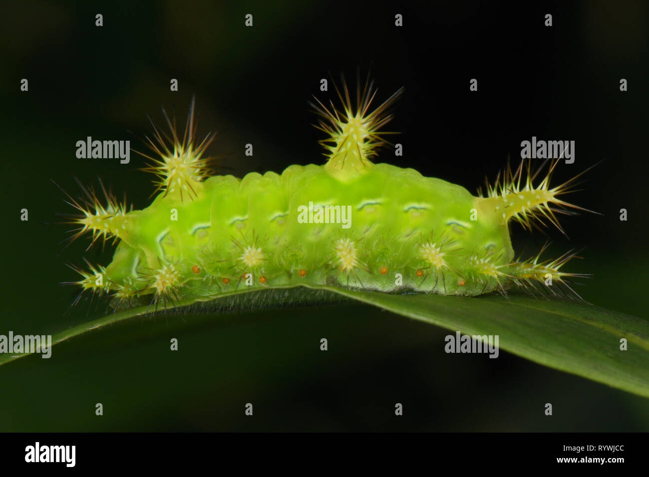 Belle espèce Limacodid Limicodidae caterpillar (sp.) Banque D'Images