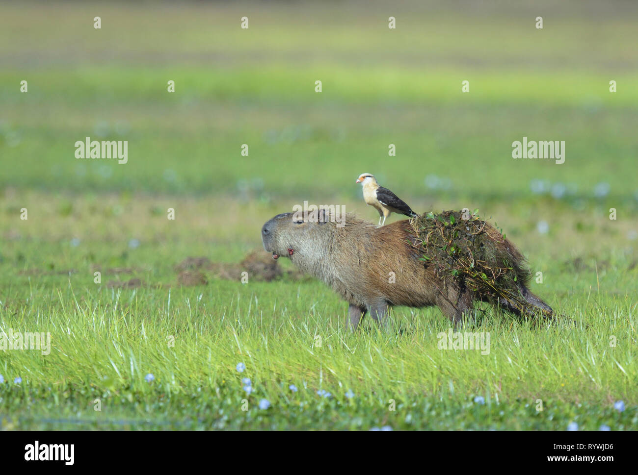 Caracara à tête jaune (Milvago chimachima) à cheval sur le dos d'un Capybara (Hydrochoerus hydrochaeris) dans le Pantanal, Brésil Banque D'Images