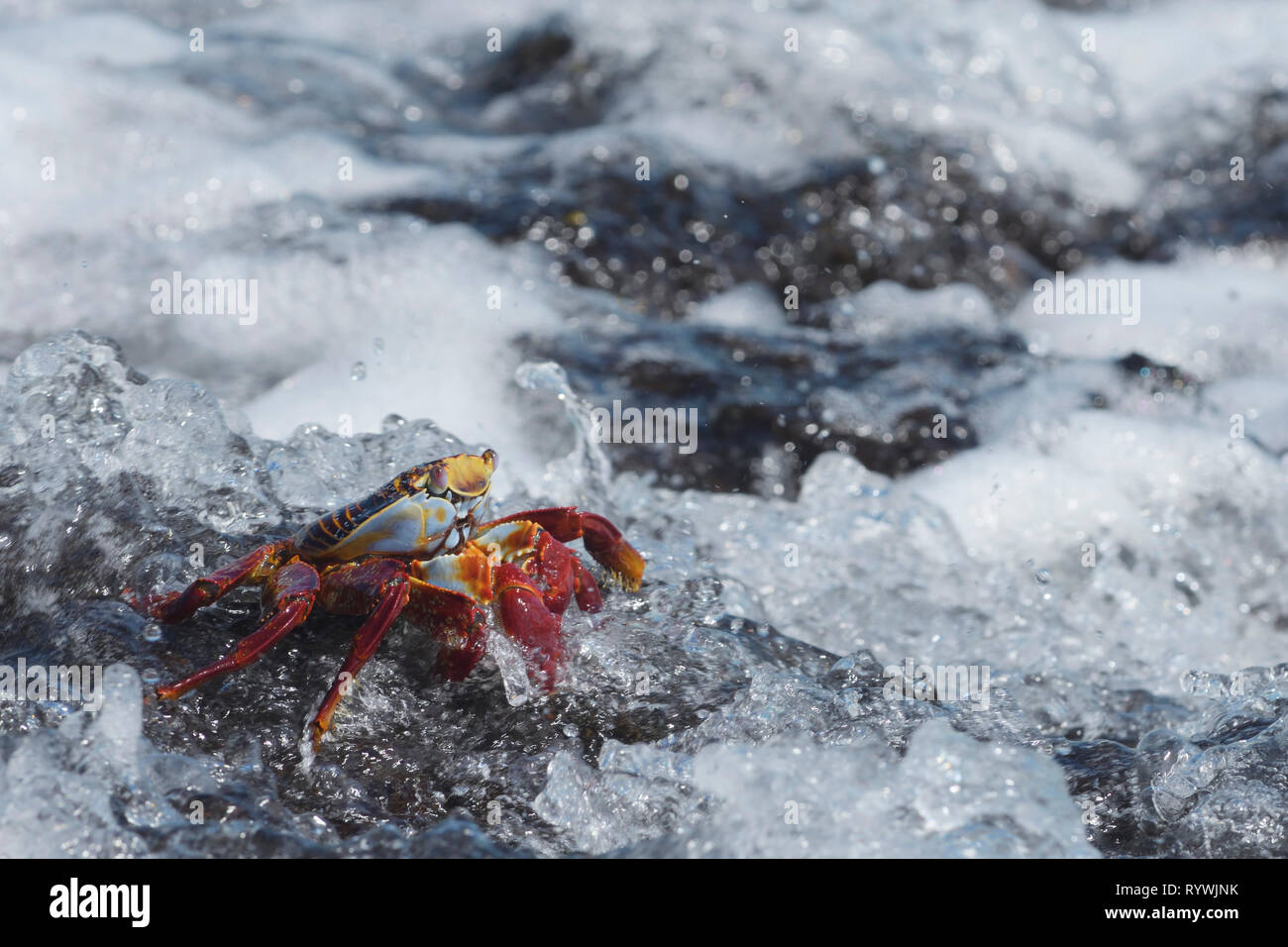 Sally Lightfoot Crab (Grapsus grapsus) accroché à un rocher dans le surf Banque D'Images