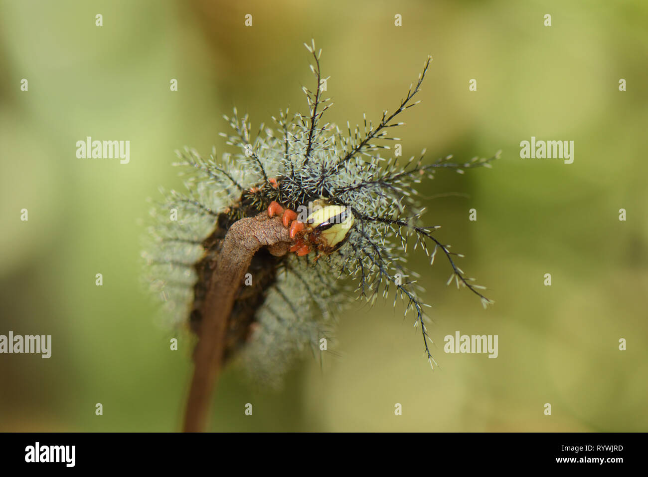 Caterpillar (Saturniid Saturniidae sp.) avec de longues épines dans la forêt amazonienne Banque D'Images