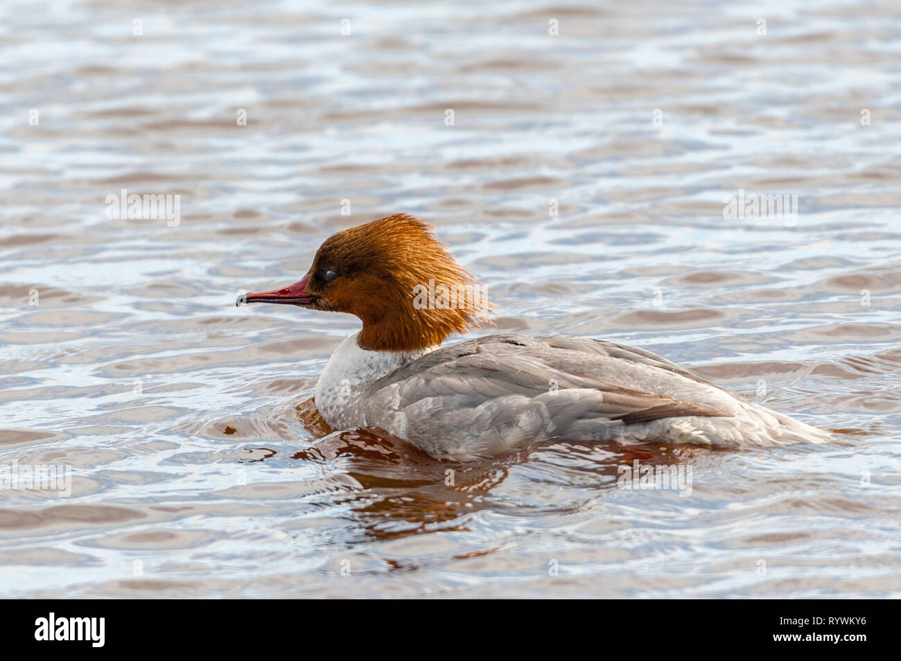 Photographies de canards nageant dans un lac/lake Banque D'Images