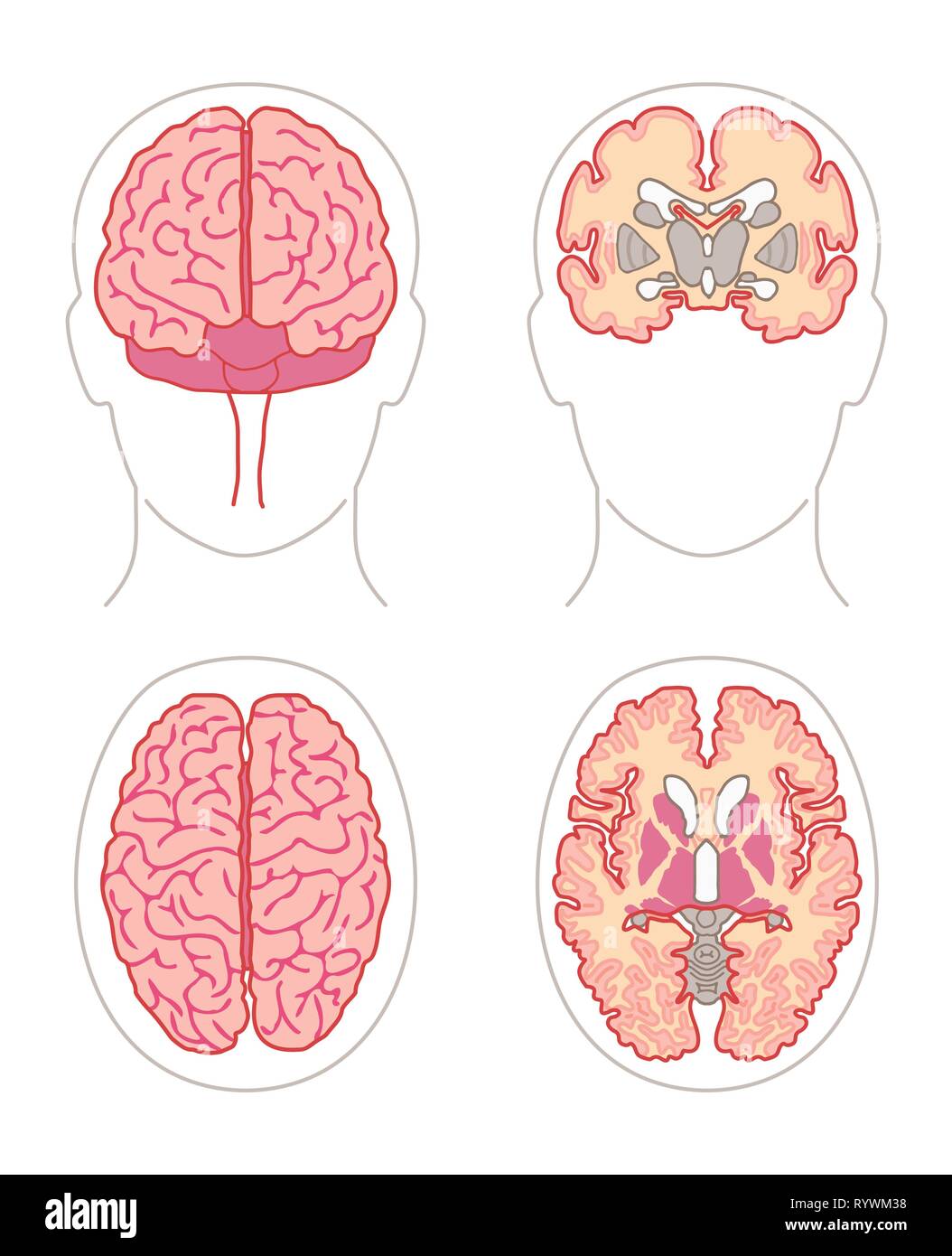 L'anatomie humaine dessins - cerveau vues avant et de dessus ou de sections Illustration de Vecteur