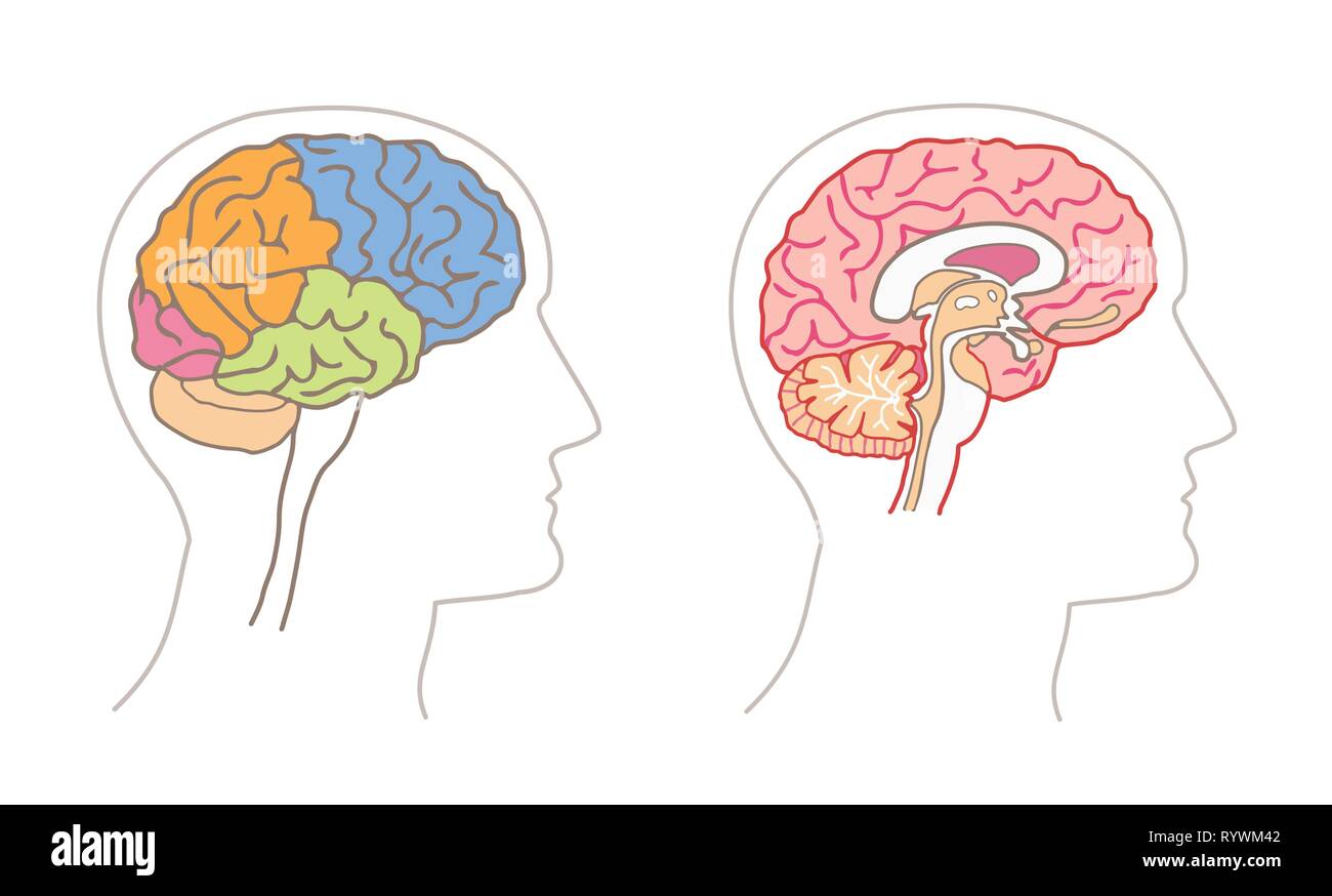 Anatomie humaine - dessins et des lobes du cerveau section sagittale Illustration de Vecteur
