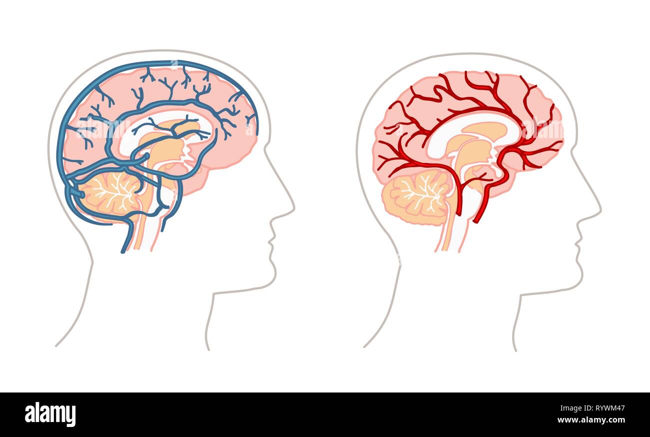 Anatomie humaine - dessins d'inondation de sang du cerveau Illustration de Vecteur