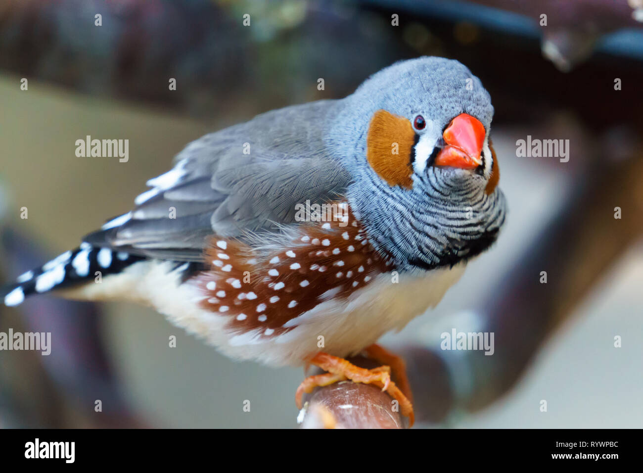 Diamant mandarin (Taeniopygia guttata) homme oiseau posé sur une branche d'arbre. Banque D'Images